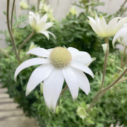 ふわふわ優しい白花 フランネルフラワー  ナチュラルインテリアに 6枚目の画像
