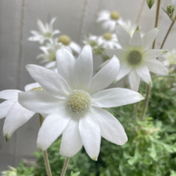 ふわふわ優しい白花 フランネルフラワー  ナチュラルインテリアに 5枚目の画像