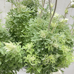 ふわふわ優しい白花 フランネルフラワー  ナチュラルインテリアに 9枚目の画像