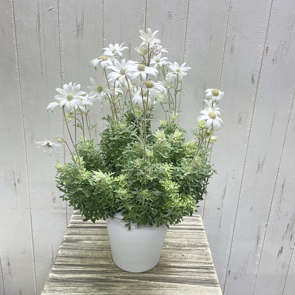 ふわふわ優しい白花 フランネルフラワー  ナチュラルインテリアに 2枚目の画像