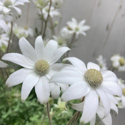 ふわふわ優しい白花 フランネルフラワー  ナチュラルインテリアに 10枚目の画像