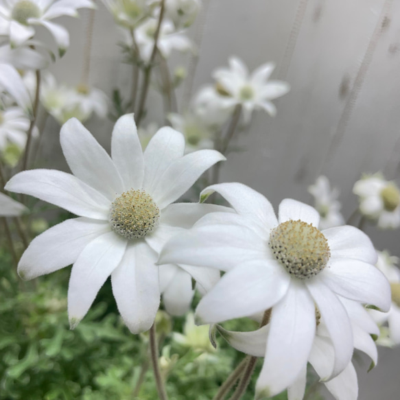 ふわふわ優しい白花 フランネルフラワー  ナチュラルインテリアに 10枚目の画像