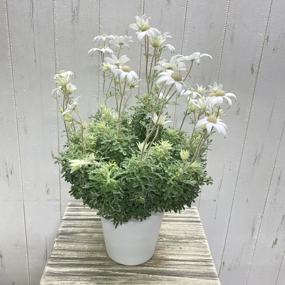 ふわふわ優しい白花 フランネルフラワー  ナチュラルインテリアに 1枚目の画像