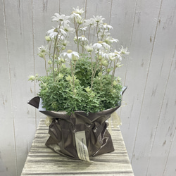 ふわふわ優しい白花 フランネルフラワー  ナチュラルインテリアに 12枚目の画像