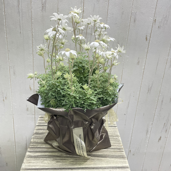 ふわふわ優しい白花 フランネルフラワー  ナチュラルインテリアに 12枚目の画像