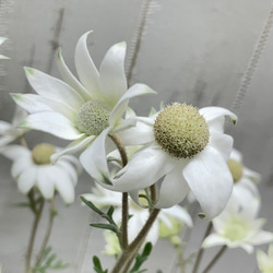 ふわふわ優しい白花 フランネルフラワー  ナチュラルインテリアに 8枚目の画像
