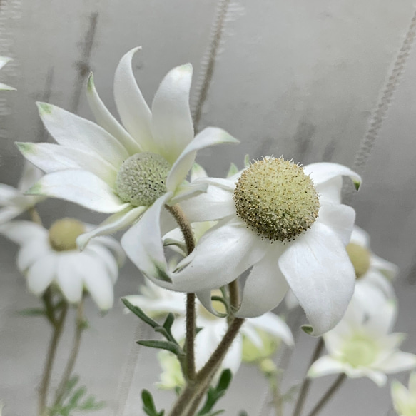 ふわふわ優しい白花 フランネルフラワー  ナチュラルインテリアに 8枚目の画像