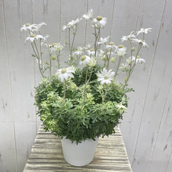 ふわふわ優しい白花 フランネルフラワー  ナチュラルインテリアに 4枚目の画像