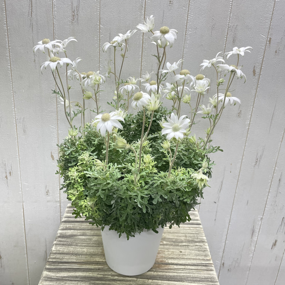 ふわふわ優しい白花 フランネルフラワー  ナチュラルインテリアに 4枚目の画像