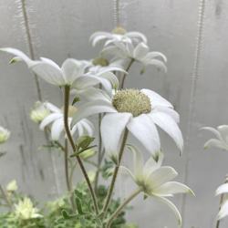 ふわふわ優しい白花 フランネルフラワー  ナチュラルインテリアに 11枚目の画像