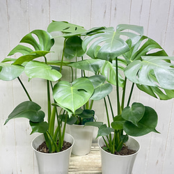 大きな葉が魅力のモンステラ デリシオサ 植物初心者さんに優しい育てやすい一鉢 9枚目の画像