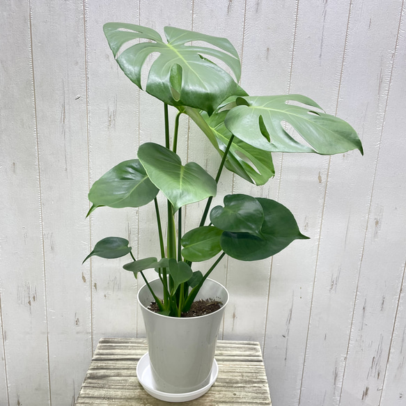 大きな葉が魅力のモンステラ デリシオサ 植物初心者さんに優しい育てやすい一鉢 2枚目の画像