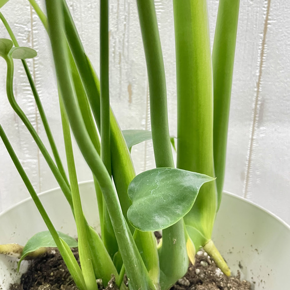 大きな葉が魅力のモンステラ デリシオサ 植物初心者さんに優しい育てやすい一鉢 5枚目の画像