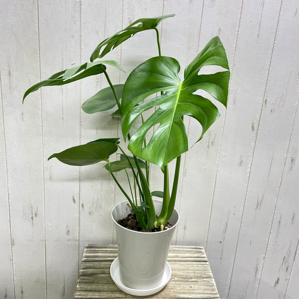 大きな葉が魅力のモンステラ デリシオサ 植物初心者さんに優しい育てやすい一鉢 3枚目の画像