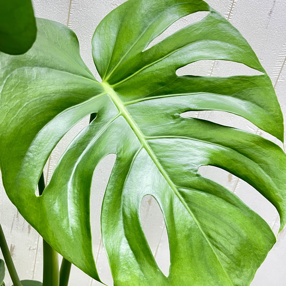 大きな葉が魅力のモンステラ デリシオサ 植物初心者さんに優しい育てやすい一鉢 4枚目の画像