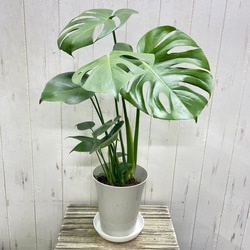 幹極太 オリーブの木 ルッカ SOUJU 8号 その他インテリア雑貨 PLANTS