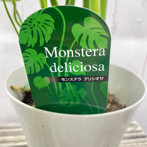 モンステラ 大株 葉30センチオーバー 大きな葉が魅力のモンステラ デリシオサ 植物初心者さんに優しい育て