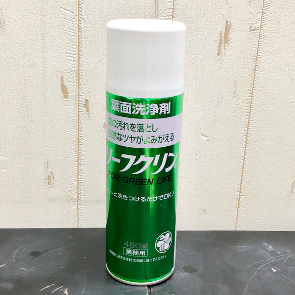大きな葉が魅力のモンステラ デリシオサ 植物初心者さんに優しい育てやすい一鉢 10枚目の画像