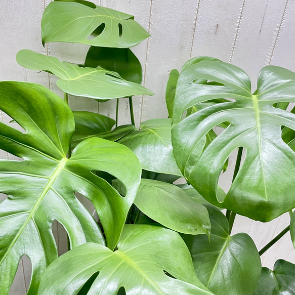 大きな葉が魅力のモンステラ デリシオサ 植物初心者さんに優しい育てやすい一鉢 8枚目の画像