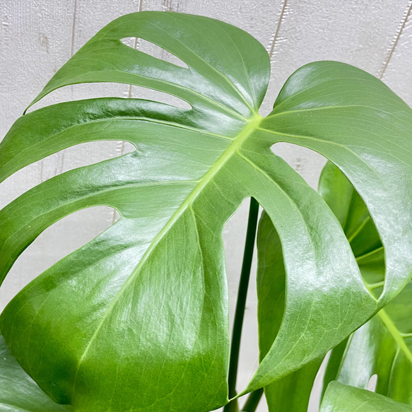 大きな葉が魅力のモンステラ デリシオサ 植物初心者さんに優しい育てやすい一鉢 6枚目の画像