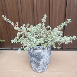 大株 ユッカロストラータ エアーポット鉢植え 苗 ロックガーデン