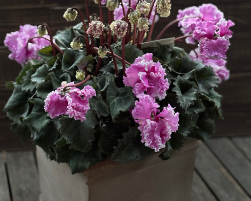 林園芸さん シクラメン「フローエル」ピンク その他素材 Comu＊Garden