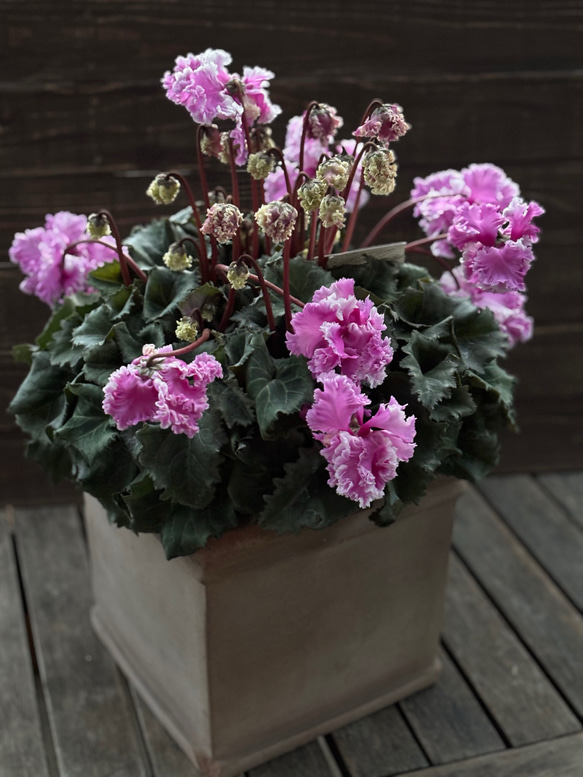 林園芸さん シクラメン「フローエル」ピンク その他素材 Comu＊Garden