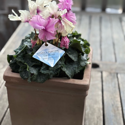 なつづた 〜夏蔦〜 5色斑 寄せ植え ハンギングなどにも。 その他素材