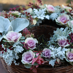 レア！ 八重咲きノースポール 雪の華 2ポットセット その他インテリア