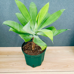 現品］【希少】ユッカ ロストラータ 実生 短葉 幹立 10号 観葉植物