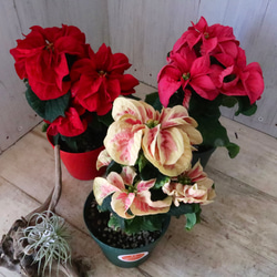 立派♡ 希少♡斑入り♡エバーフレッシュ♡ネムの木♡観葉植物♡インテリア♡ 希少♡斑入り♡エバーフレッシュ♡ネムの木♡観葉植物♡インテリア