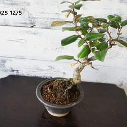 盆栽 『真柏』 松 和風 インテリア 園芸 ガーデニング おしゃれ 雑貨