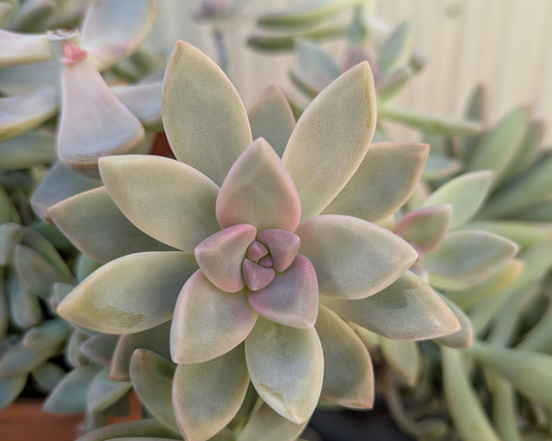 多肉植物 桜牡丹 ゴースティ カット苗 1つ 多肉植物 ミクロ 通販