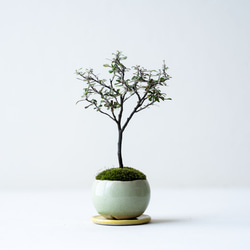 ガマズミのミニ盆栽｜新月のうつわ その他アート Sekibokka 通販