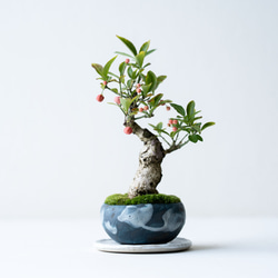 キンズのミニ盆栽｜結晶のうつわ 盆栽 Sekibokka 通販 10913424