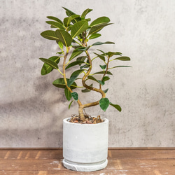 ≪ レア植物 ≫室内管理もオッケーなユーフォルビア・ブレビフォリアの