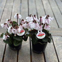 球根＊SALE フリチラリア ペルシカ グリーンドリームズ 12/10で終了