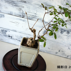 盆栽 『クチナシ』 和風 インテリア 園芸 花 ガーデニング おしゃれ