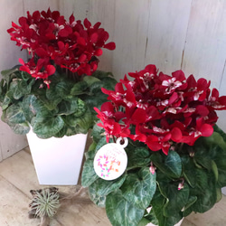 希少♡斑入り♡エバーフレッシュ♡ネムの木♡観葉植物♡インテリア