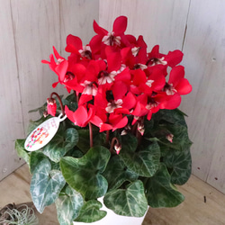 希少♡斑入り♡エバーフレッシュ♡ネムの木♡観葉植物♡インテリア