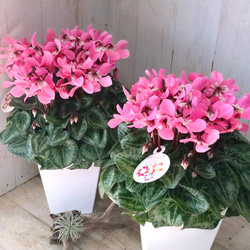 立派♡ 希少♡斑入り♡エバーフレッシュ♡ネムの木♡観葉植物♡インテリア♡ 希少♡斑入り♡エバーフレッシュ♡ネムの木♡観葉植物♡インテリア