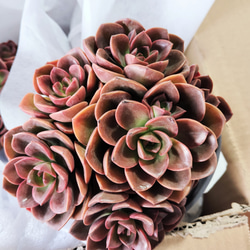 多肉植物 韓国苗 美杏錦 テイテュバンス錦 2苗 第4郵便発送 多肉植物