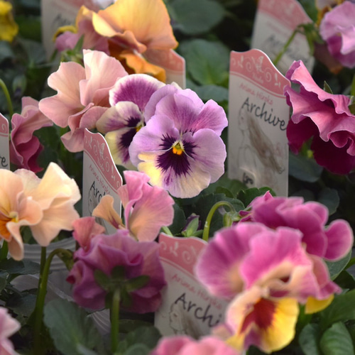 ビオラ「アーカイブ」 宮崎県の育種家「ありまひろこさん」 花苗 花 苗