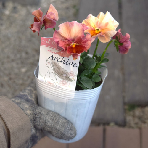 ビオラ「アーカイブ」 宮崎県の育種家「ありまひろこさん」 花苗 花 苗