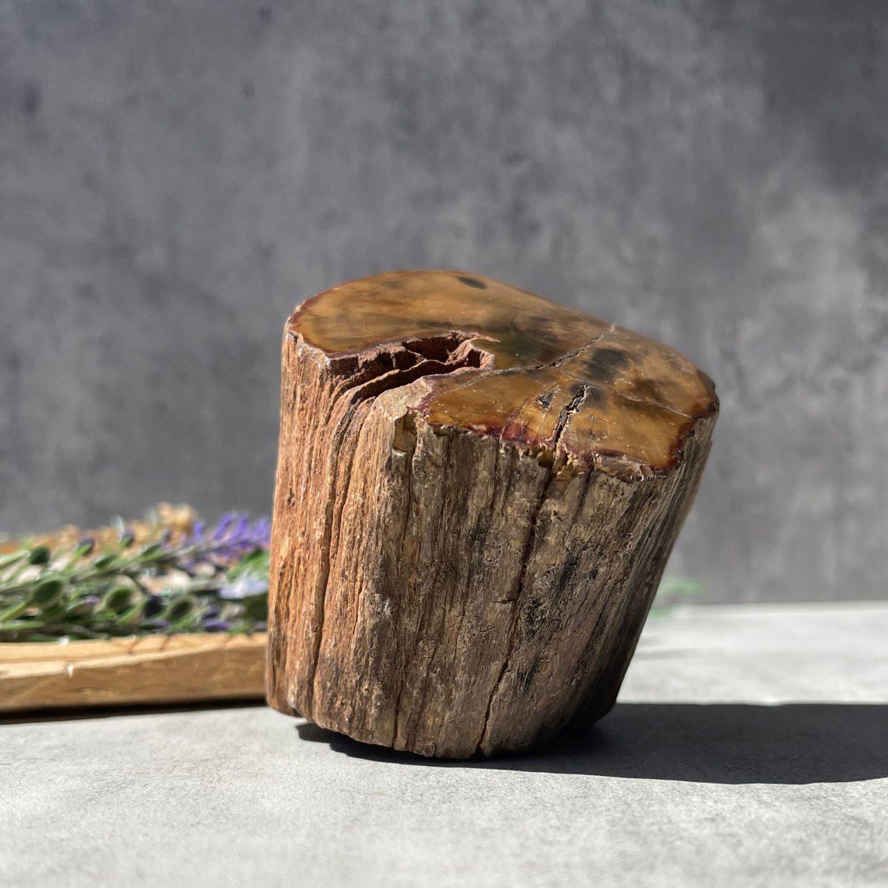 ジンバブエ・ゴクウェ産【ペトリファイドウッド（珪化木）】③（樹木の化石）鉱物 天然石