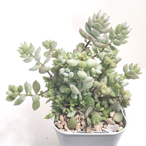 ペンデンス【コチレドン 多肉植物】 多肉植物 エケベリアSKETCH 通販