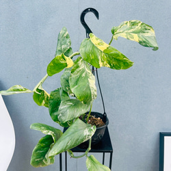 現品］【希少】2番 サイカス タイシルバー 実生 蘇轍 観葉植物 レア 6