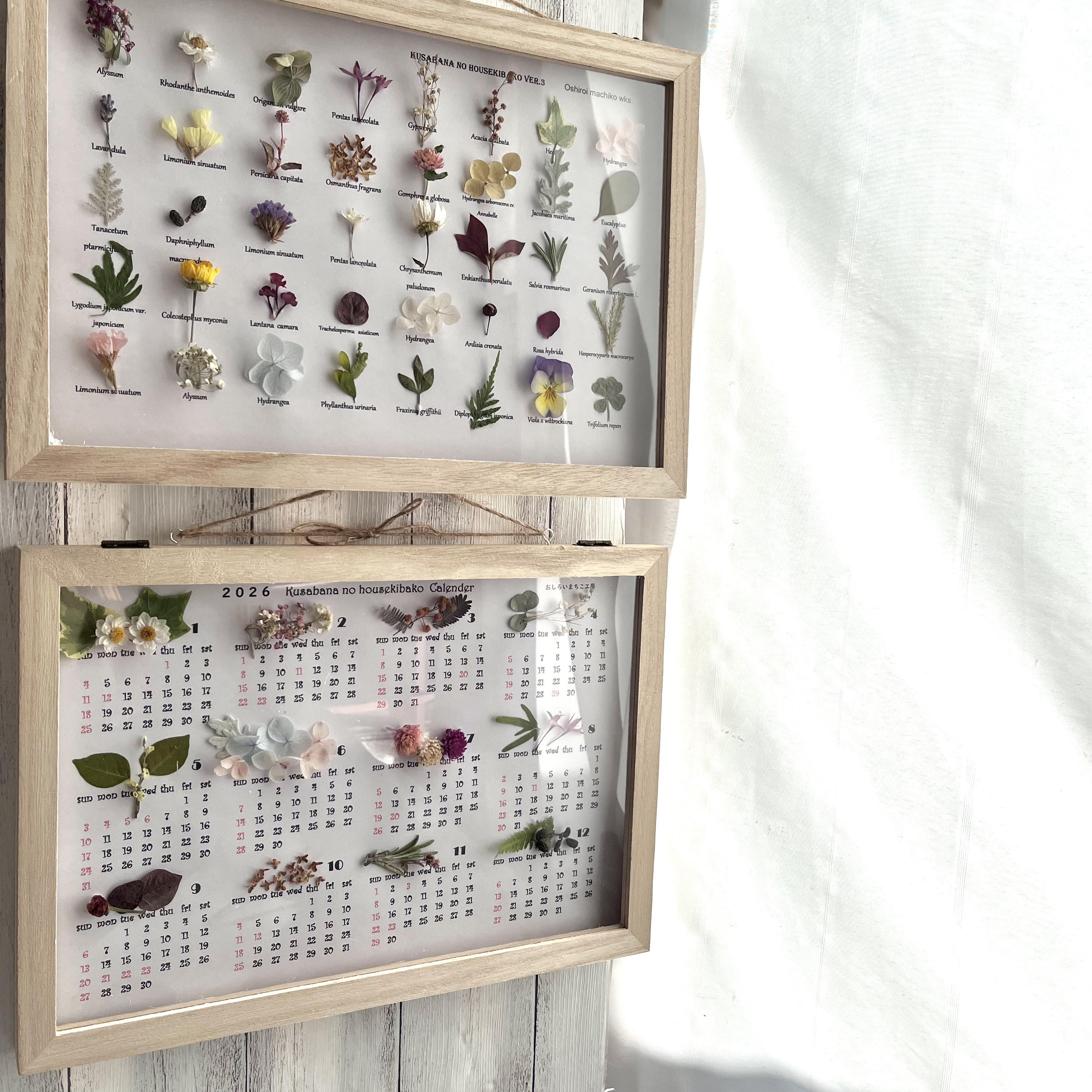「壁に掛けて暮らしに花のぬくもりを」セット　〝草花の標本箱〝植物標本とカレンダー2026