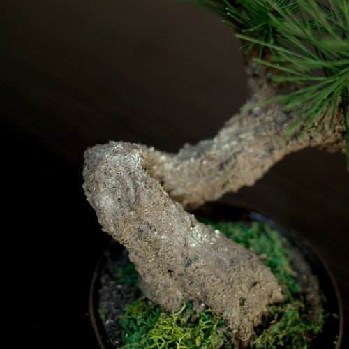 Moden Bonsai S / 手入れ不要のフェイク盆栽 立体・オブジェ Shirabe