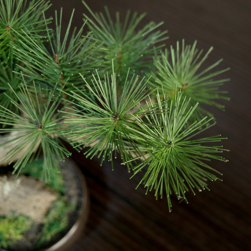 Moden Bonsai S / 手入れ不要のフェイク盆栽 立体・オブジェ Shirabe